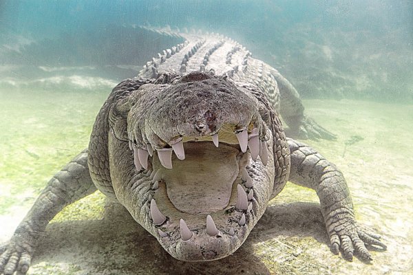 Гребнистый крокодил самый большой