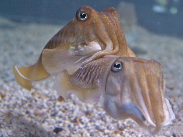 Головоногие моллюски каракатица