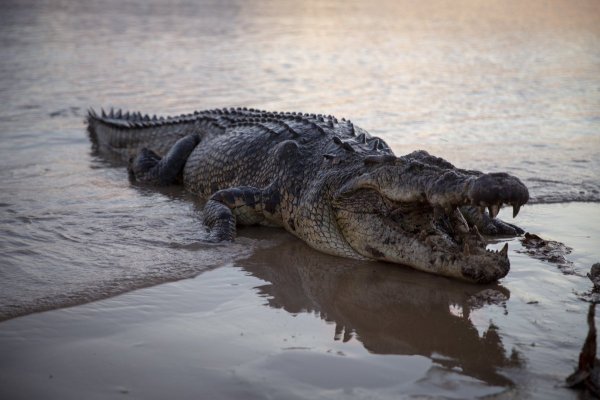 Крокодил под водой