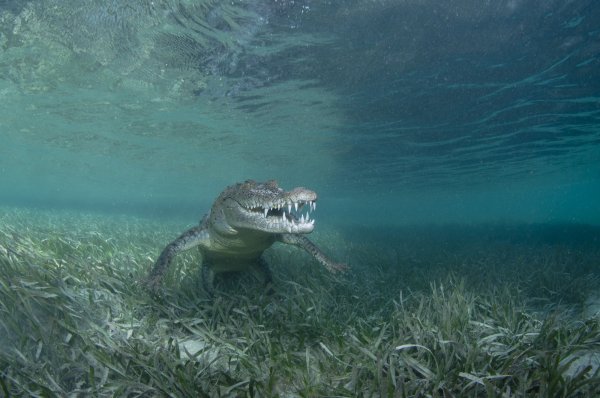 Берег хищников документальный фильм