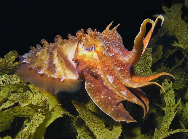 Гигантская австралийская каракатица