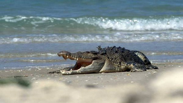 Гигантский гребнистый крокодил
