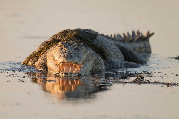 Морской гребнистый крокодил