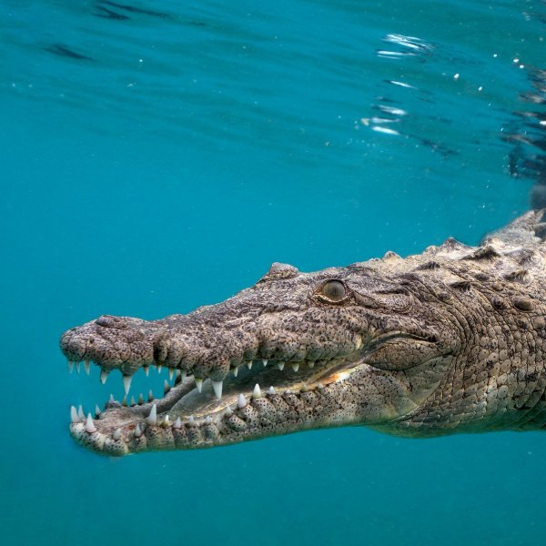 Фиолетовый крокодил