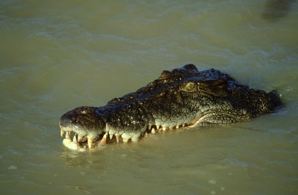 Гребнистый крокодил Рамри