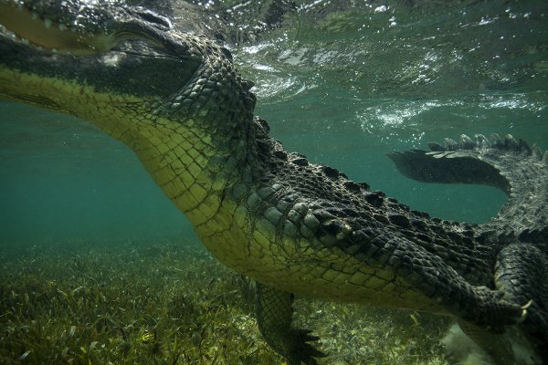 Гребнистый крокодил и человек