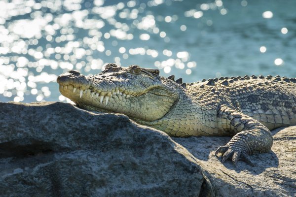 Морской крокодил Палау