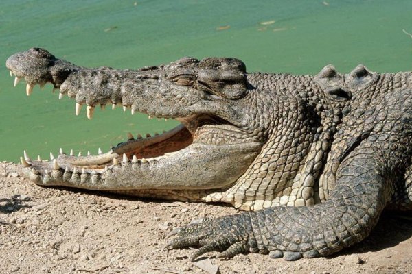 Крокодил под водой