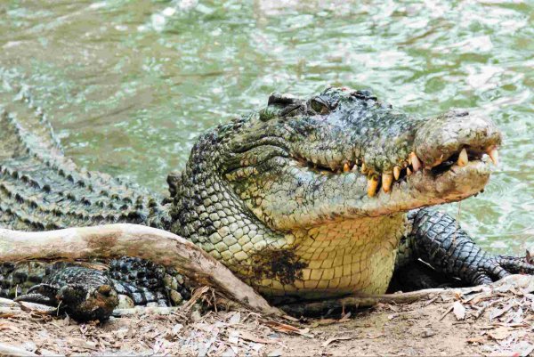 Нильский крокодил охота