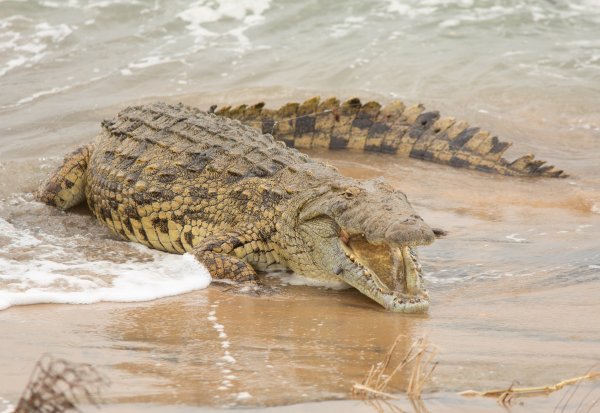 КРОКОДИЛИЯ Ридли