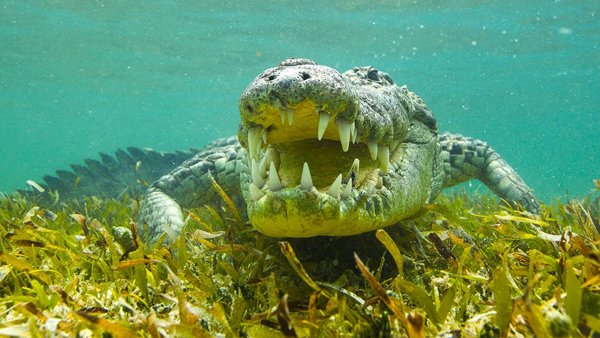 Гребнистый крокодил и человек