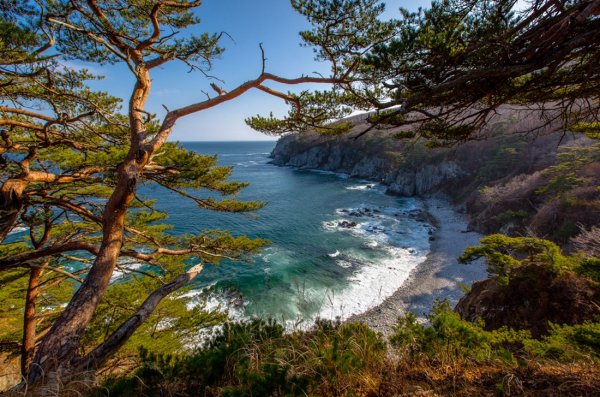 Растения острова Рейнеке