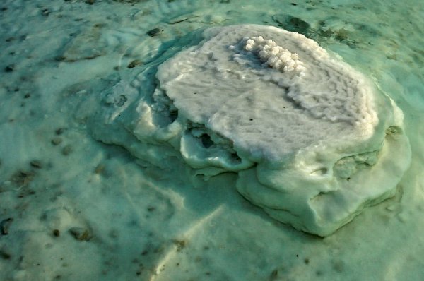 Мертвое море обитатели моря