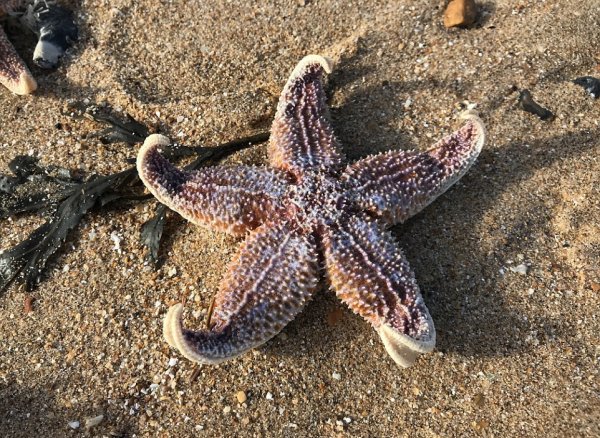 Морская звезда Midgardia Xandaros.