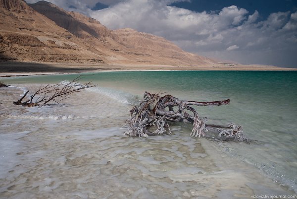 Жители мертвого моря