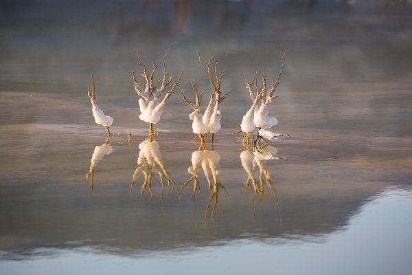 Обитатели мертвого моря картинки