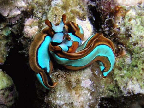 Морские обитатели мертвого моря