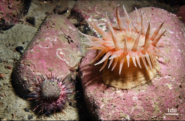 Обитатели мертвого моря