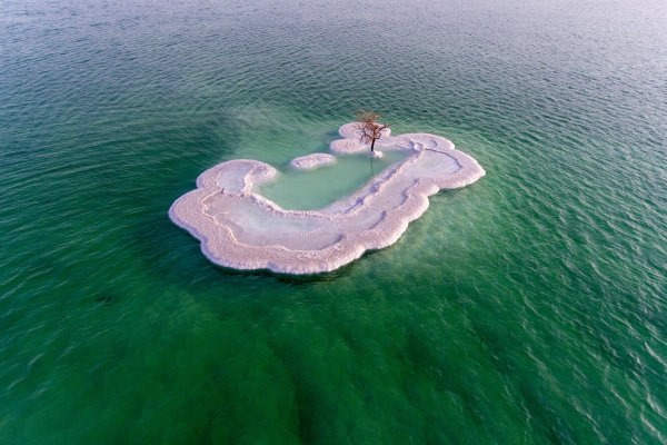 Обитатели мертвого моря