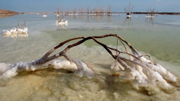 Морские обитатели мертвого моря