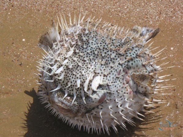 Кушает который цветок морской соленый