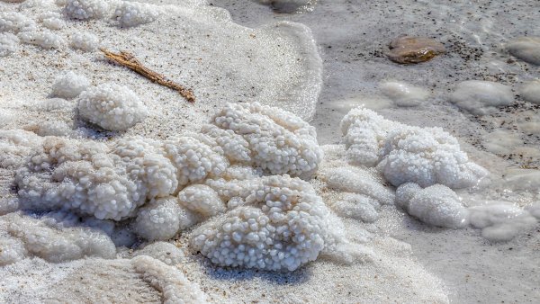 Морские обитатели мертвого моря