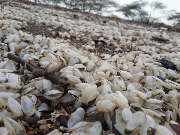 Живые организмы в Мертвом море