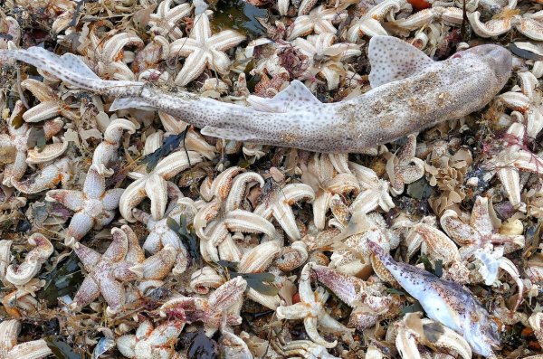 Легенда о Мертвом море