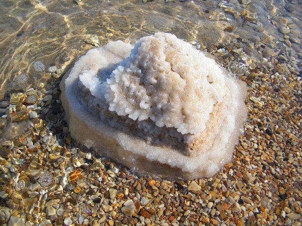 Рыба в Мертвом море