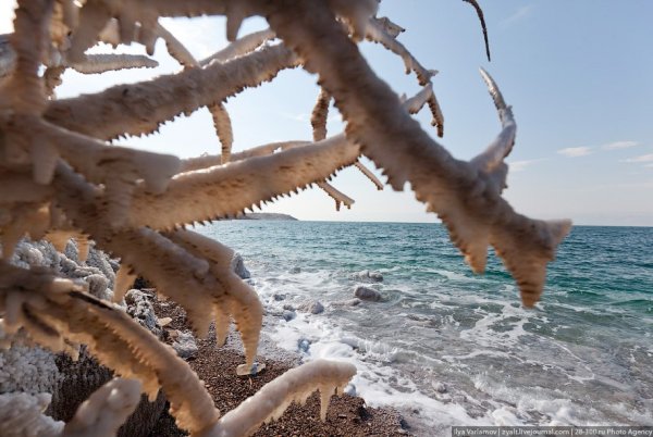 Подводный мир мертвого моря