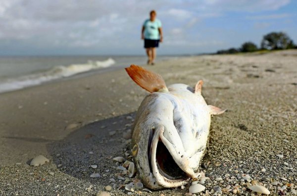 Мертвое море Айсберг Сооли
