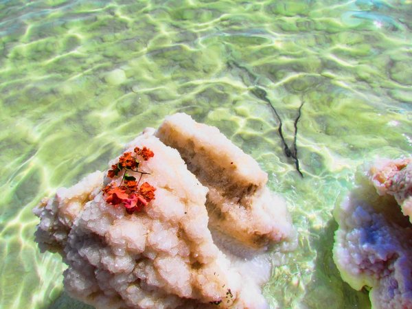 Обитатели мертвого моря