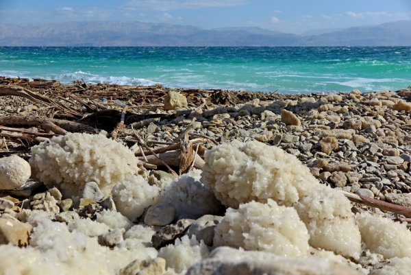 Массовая гибель животных