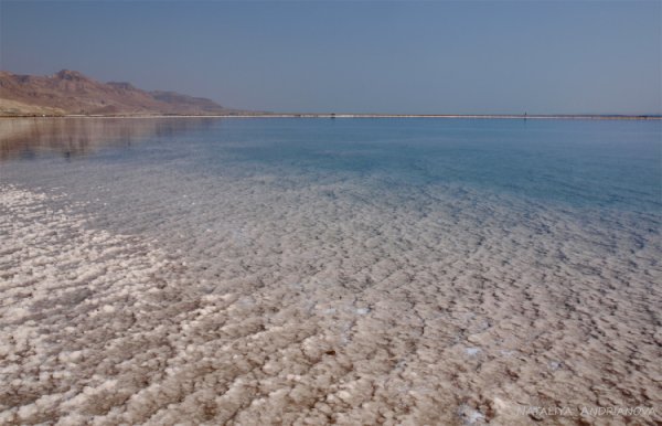 Огромная медуза на берегу