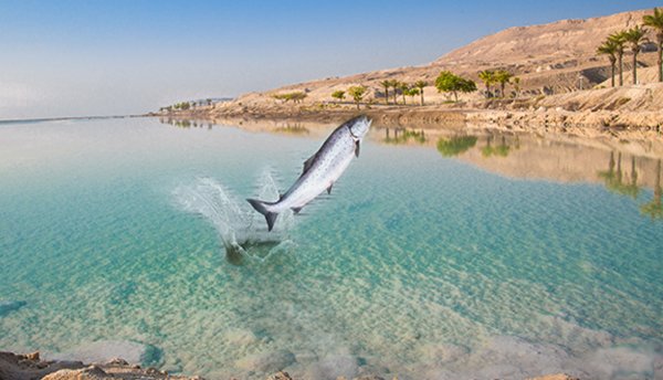 Загрязнение мирового океана