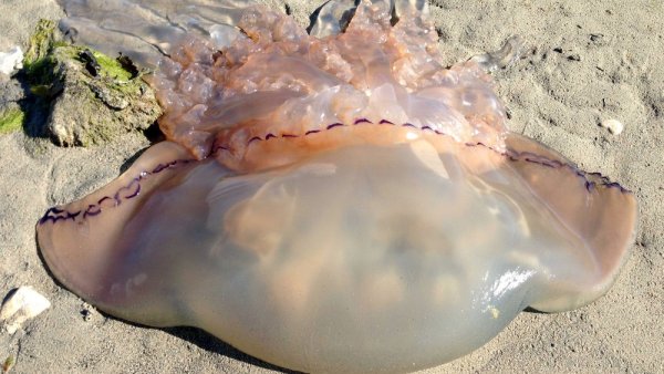 Рыба в Мертвом море