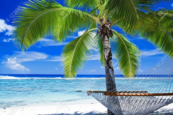 Фотообои пальмы