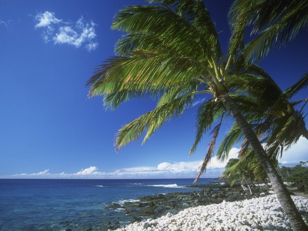 Побережье с пальмами