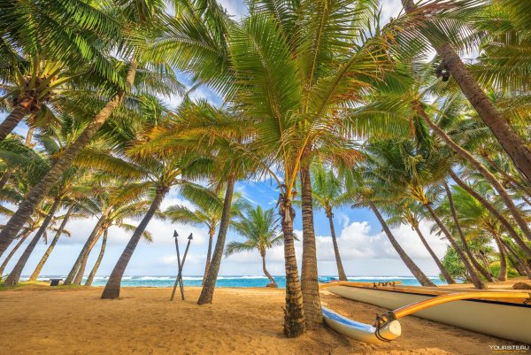 Пальмы песок