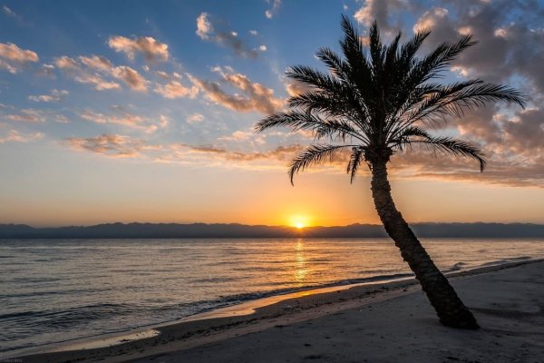 Вечерние пальмы