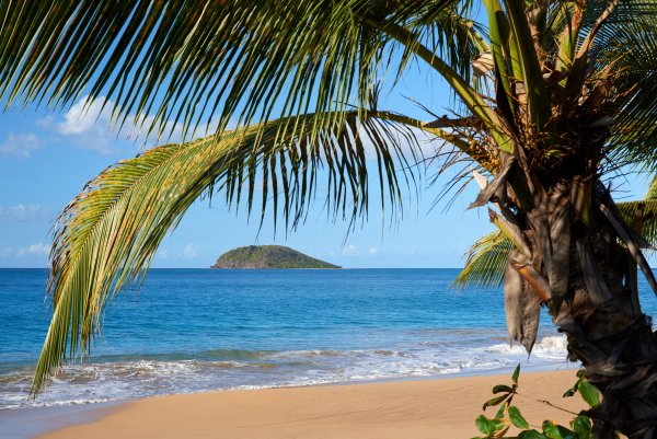 Побережье с пальмами