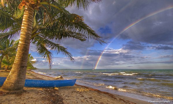 Волны пальмы