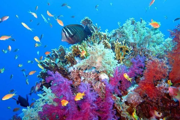 Красное море берег Лагуна