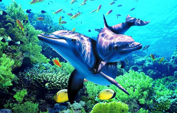 Дельфины на синем фоне