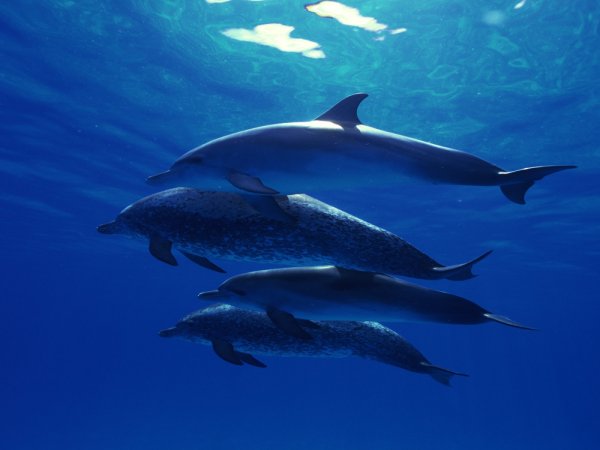 Флора и фауна индийского океана