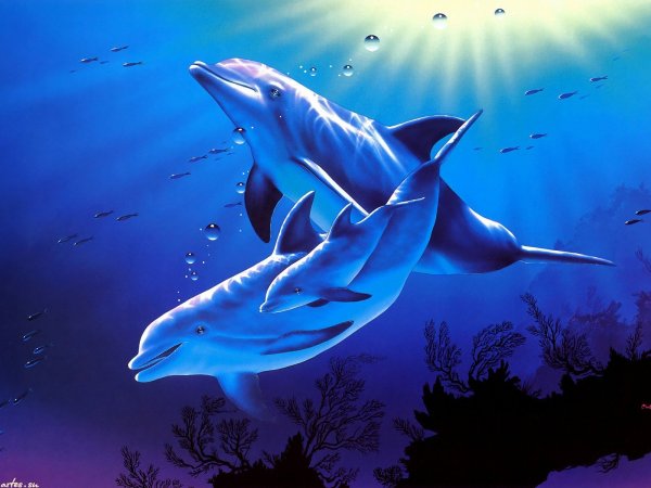 Дельфины над морем