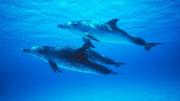 Море с дельфинами и чайками