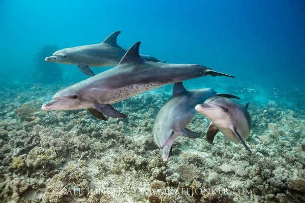 Пазл Prime 3d Дельфиний восторг (13522), 63 дет.