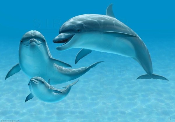 Стая дельфинов