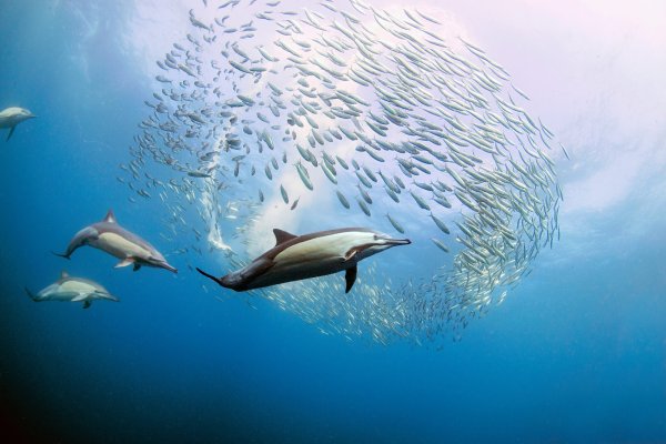 Малайский продельфин